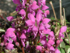 Lamium maculatum 'Roseum'  bestellen